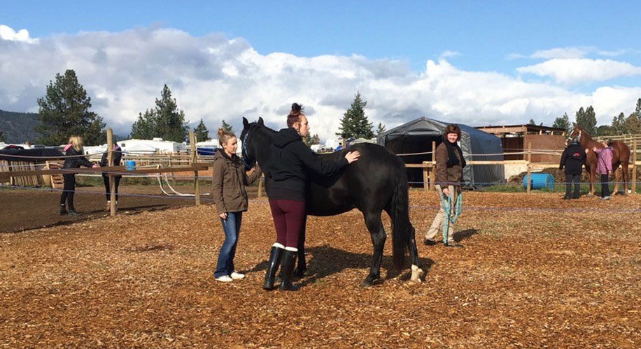Horse Assisted Therapy Lightbulb Coaching